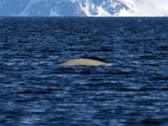 09 A Beluga Whale Surfaces On Day 1 Of Floe Edge Adventure Nunavut Canada